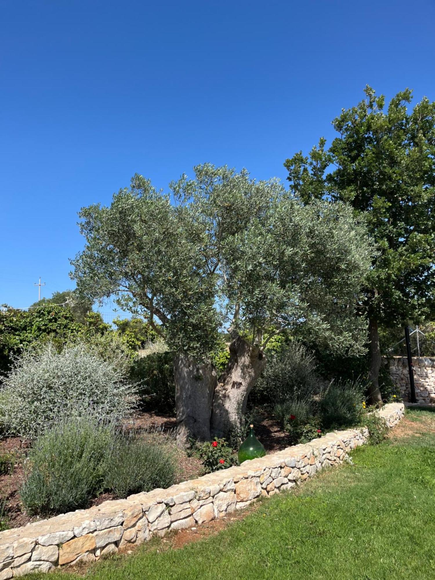 诺西Trulli Don Diego住宿加早餐旅馆 外观 照片