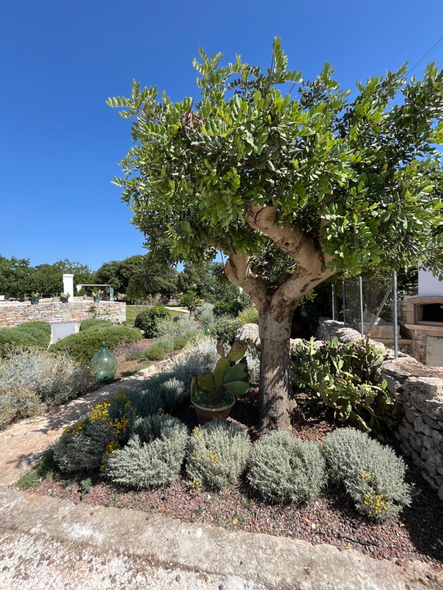 诺西Trulli Don Diego住宿加早餐旅馆 外观 照片